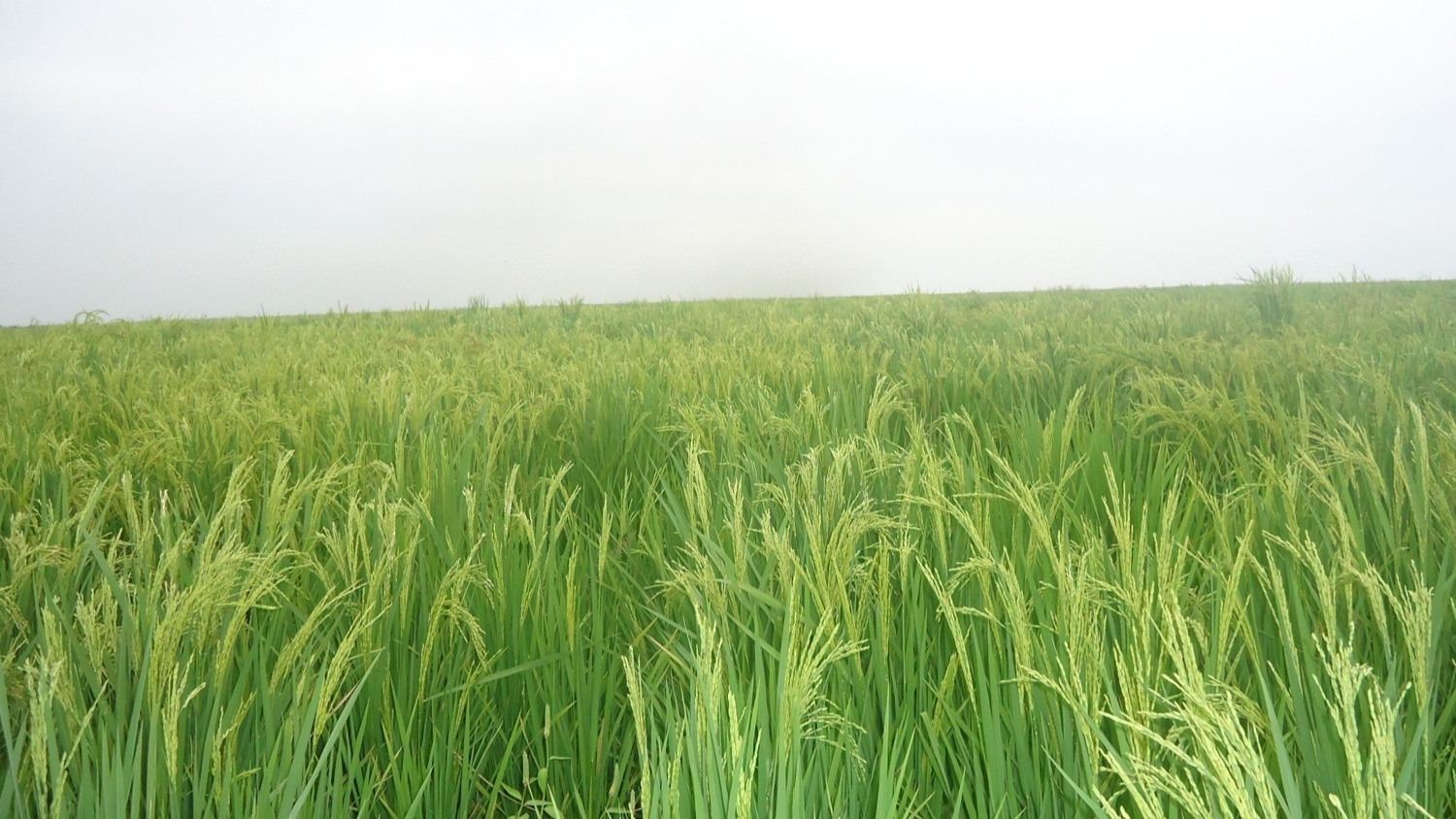 Small Scale Irrigation Schemes